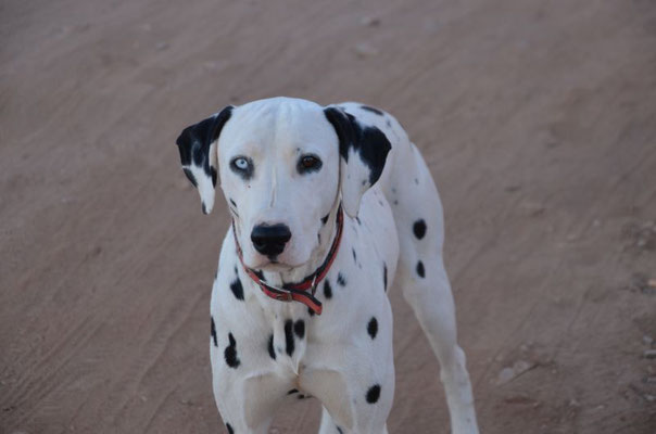 der Hund von David Bowie   ;-))