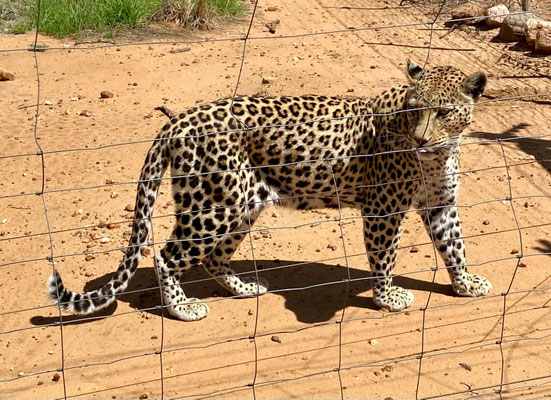 Leopard