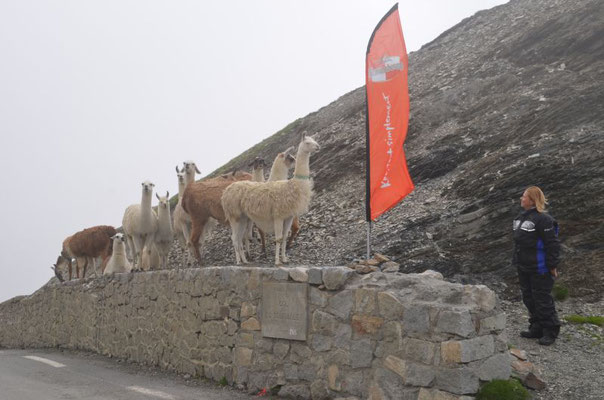 Tourmalet oder Peru ??