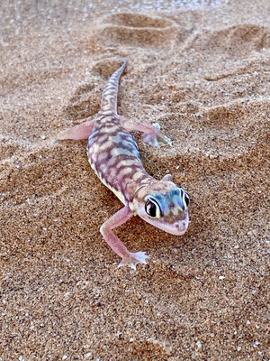 anderer Gecko mit Eier im Bauch