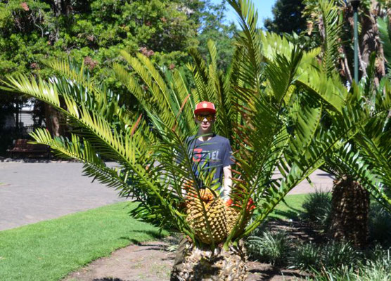 Pineapple's Mario...