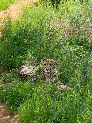 Gepard im Gras überrascht
