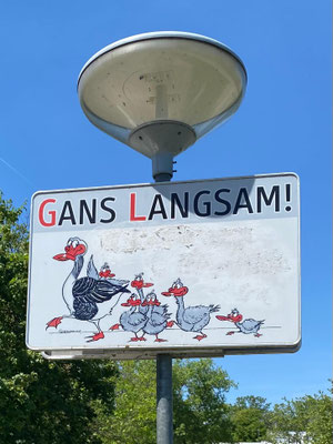 es sollte auf die vielen Gänse mit Küken auf der Straße achtgeben werden !