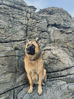 MAJESTAD CANINA-Ainoa Perpiña Iglesias-80