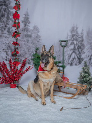 REX EN NAVIDAD-María Teresa Rial Ramos-130