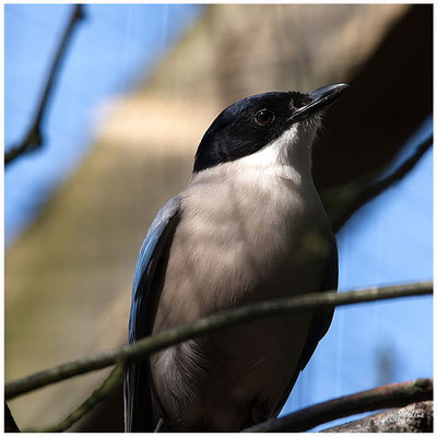 Iberische Blauelster - Apr. 2018