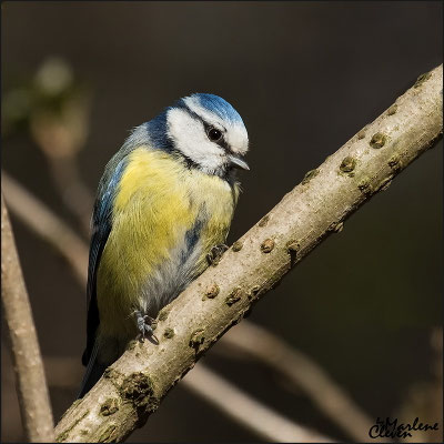 Blaumeise - 03.2016