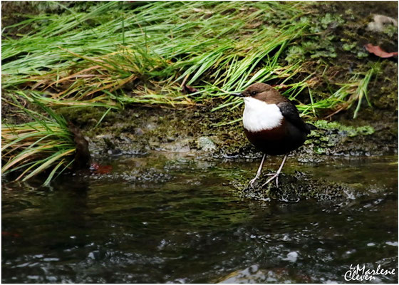 Wasseramsel - Nov. 2016