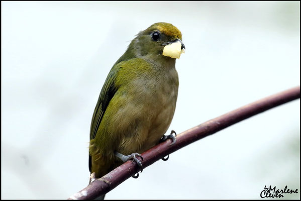 Schwalbenschwanzschnurrvogel - Jan. 2017
