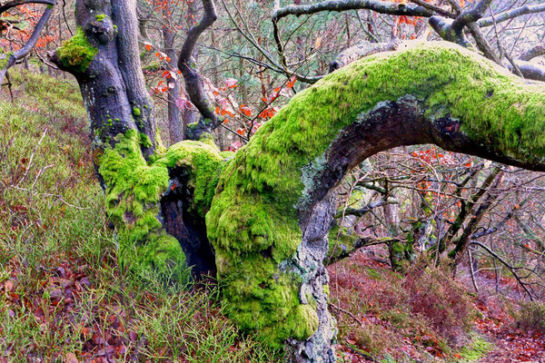 Knorrige Baumgestalten mit Moosen und Flechten, Foto: Wolfgang Lübcke