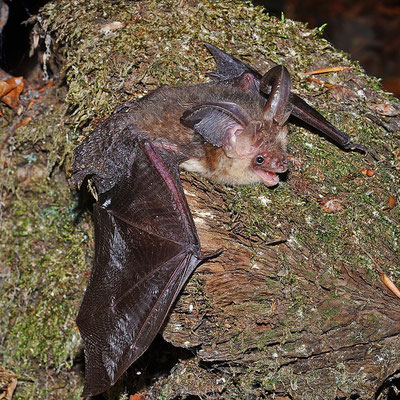 Die großen Ohren des Braunen Langohrs spielen eine ganz besondere Rolle bei der Ortung seiner Beute. (Foto: Dieter Bark)