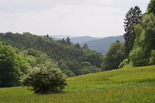 Appenrod im Nationalpark bei Gellershausen, Foto Georg Schöke