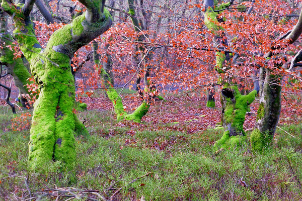 Knorrige Baumgestalten mit Moosen und Flechten, Foto: Wolfgang Lübcke