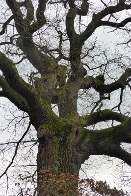 Blick in die Baumkrone mit erkennbaren Bruchstellen (Foto: Wolfgang Lübcke)