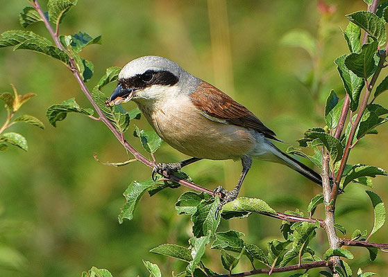 Neuntöter-Männchen bei Königshagen, Foto: Dieter Bark