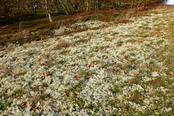 Rentierflechten am Rand des Hutewalds, Foto: Wolfgang Lübcke