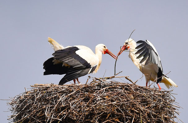 Weißstörche im Edertal, Foto: Hermann Sonderhüsken