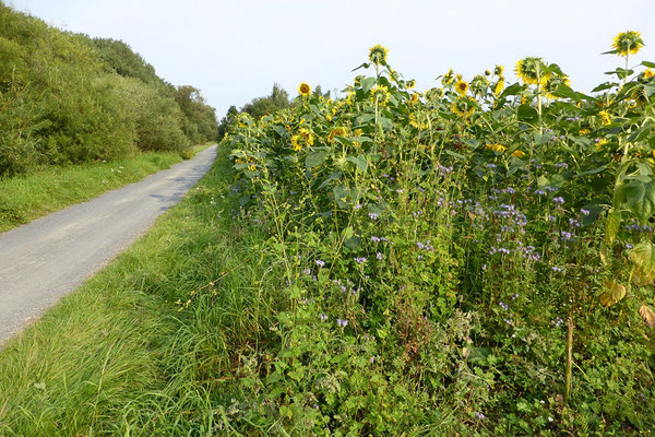 Ederradweg bei Mehlen mit Blühstreifen, Foto: Wolfgang Lübcke