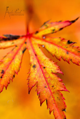 Japanischer Ahorn / Herbst