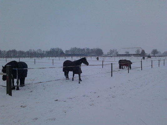 Maar ook als er sneeuw ligt, gaan de paarden (een paar uurtjes) naar buiten.