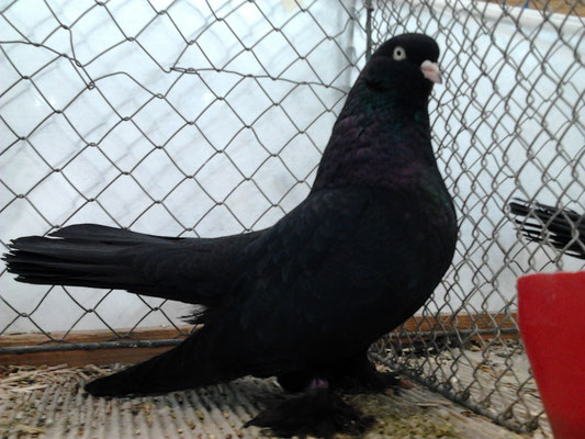 Rassige schwarze Täubin von 2007