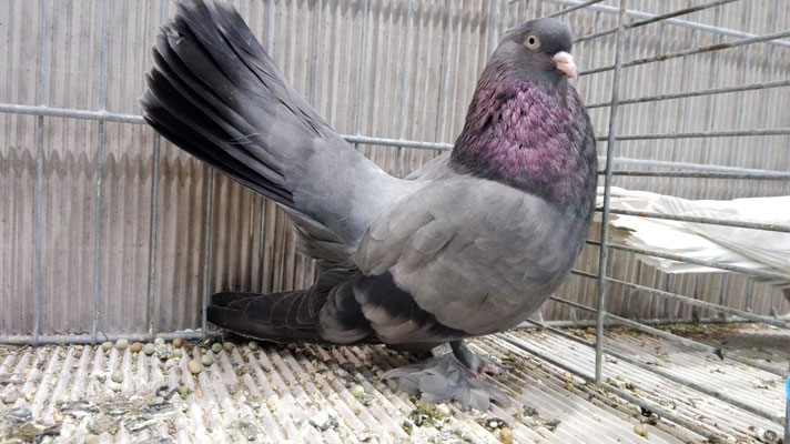 1.0 blau mit schwarzen Binden, M. Merten