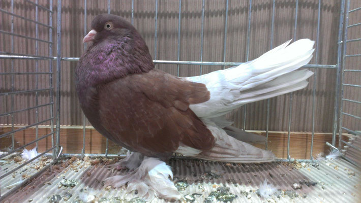 1.0 jung dominant rot, Lothar Hirsch