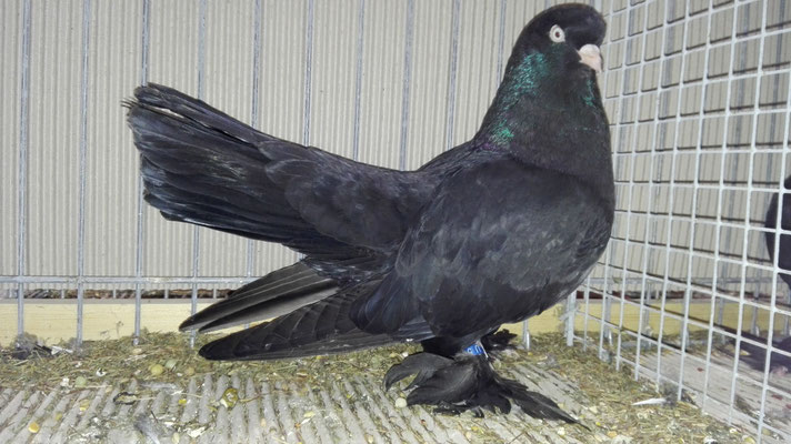 0.1 schwarz, Marc Rotschadl