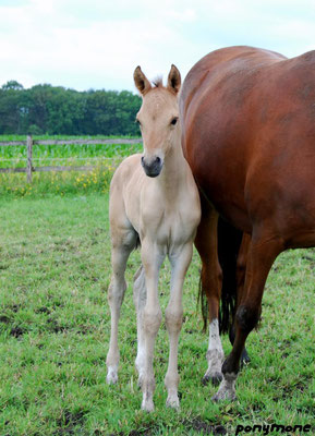 Foto: Simone Meis, Raesfeld