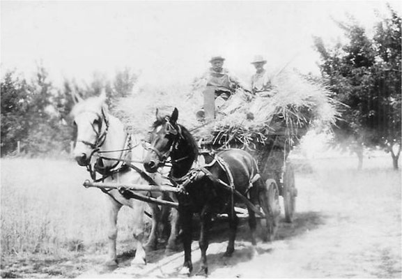 Tony Spaeth and C.W. Johnson on a hay wagon (with Big Jerry and Little Buster)