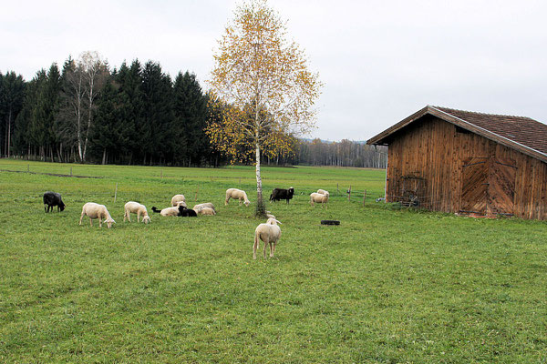 Schafe im Ibmer Moor