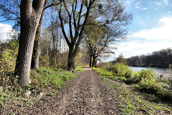 Ibmer Moorweg an der Salzach (Teilstück Tauernradweg)