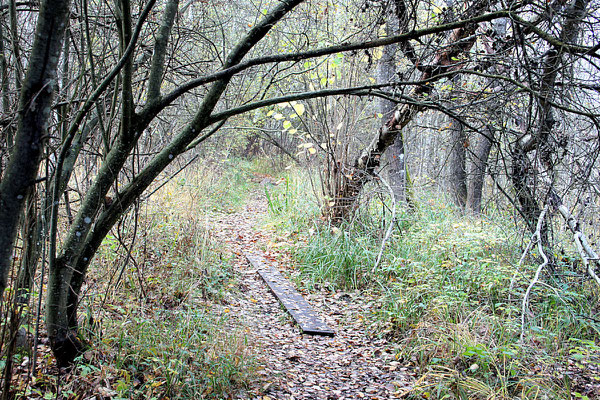 Rundwanderweg Ibmer Moor