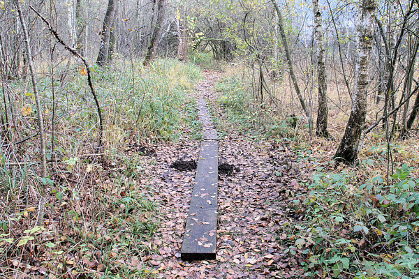 Rundwanderweg Ibmer Moor