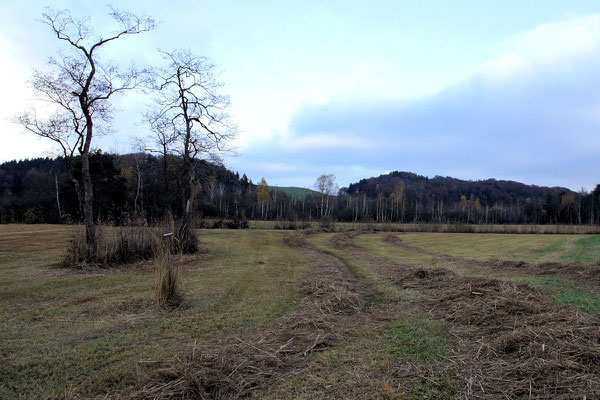 Rundwanderweg Ibmer Moor