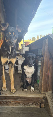 Kimbo, Dobermann-Schäferhund Mix & Ella, Mischling