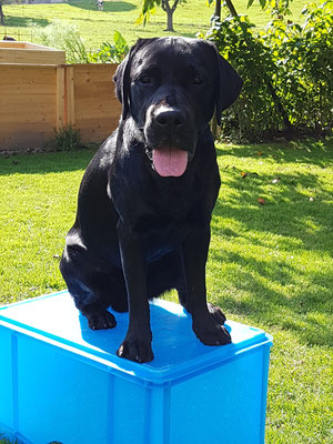 Paco, Labrador Retriever