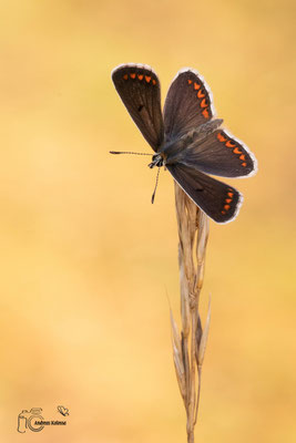Sonnenröschen-Bläuling (Aricia agestis)