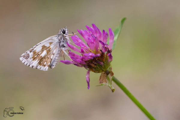 Steppenheiden Würfel Dickkopffalter (Pyrgus carthami)