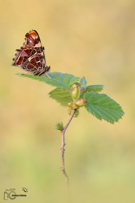 Landkärtchen (Araschnia levana)