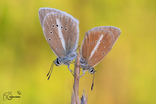 Streifen-Bläuling (Polyommatus damon)