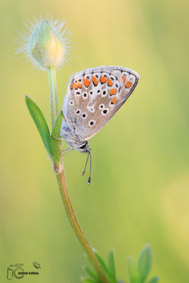 Kleiner Sonnenröschen Bläuling (Aricia agestis)