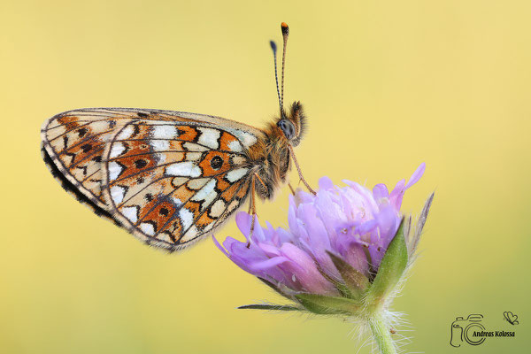 Braunfleckiger Perlmuttfalter  (Boloria selene)