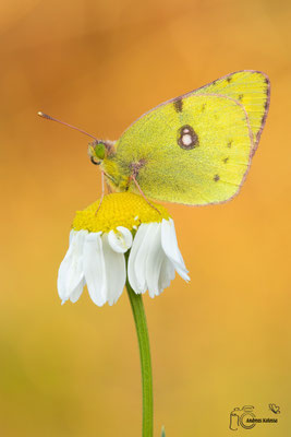 Goldene Acht (Colias hyale)