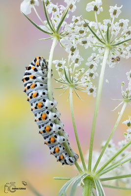 Schwalbenschwanz (Papilio machaon)