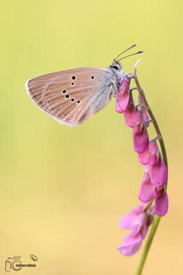 Rotklee-Bläuling (Polyommatus semiargus) 