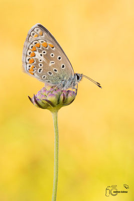 Hauhechel-Bläuling (Polyommatus icarus)