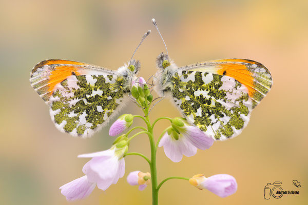 Aurorafalter (Anthocharis cardamines)