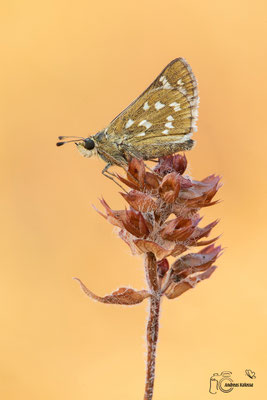 Kommafalter (Hesperia comma)