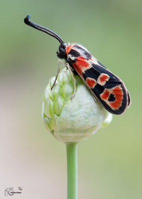 Bergkronwicken-Widderchen (Zygaena fausta)